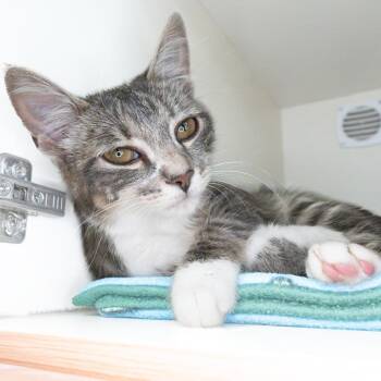 Muizza -  Domestic Short Hair Cat for Adoption in South Elgin, Illinois - Muizza | PetCurious