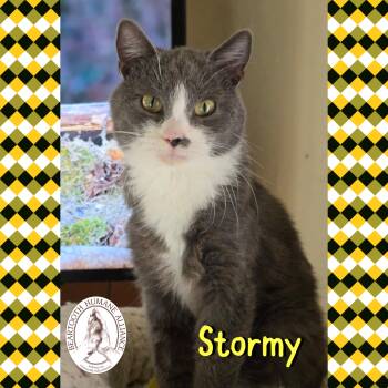 Rescue Domestic Short Hair Cats for Adoption in Red Lodge, Montana - Stormy | PetCurious