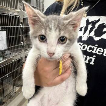 VERMAX -  Domestic Short Hair Cat for Adoption in St. Louis, Missouri - VERMAX | PetCurious