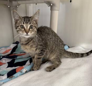 Necklace -  Domestic Short Hair Cat for Adoption in Oconto, Wisconsin - Necklace | PetCurious