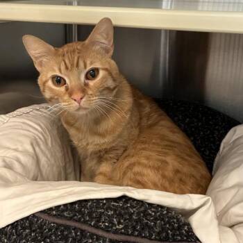 Domestic Short Hair Cats Available for Adoption - Boots | PetCurious