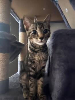 Andora -  Domestic Short Hair Cat for Adoption in Augusta, Georgia - Andora | PetCurious