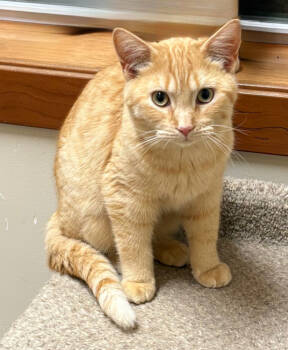 Rescue Domestic Short Hair Cats for Adoption in Rochester, Indiana - Billy | PetCurious