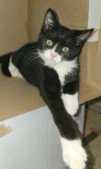 Elvis -  Domestic Short Hair Cat for Adoption in Belchertown, Massachusetts - Elvis | PetCurious