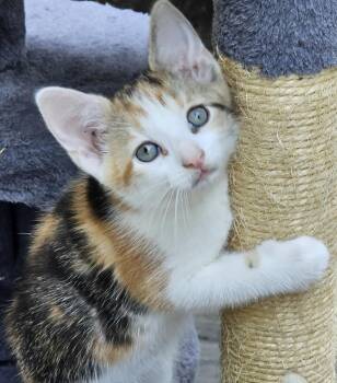 Annabelle -  Domestic Short Hair Cat for Adoption in Maineville, Ohio - Annabelle | PetCurious