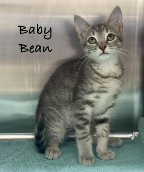 Baby Bean -  Domestic Short Hair Cat for Adoption in Pawleys Island, South Carolina - Baby Bean | PetCurious