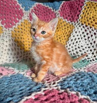 Chorizo -  Domestic Short Hair Cat for Adoption in Shawnee, Oklahoma - Chorizo | PetCurious