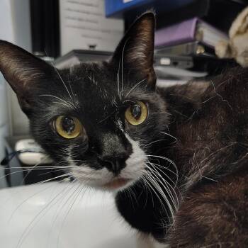 Lasto -  Domestic Short Hair Cat for Adoption in Springtown, Texas - Lasto | PetCurious