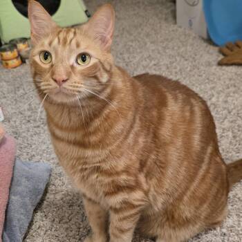 Gibbie C2503 -  Domestic Short Hair Cat for Adoption - Gibbie C2503 | PetCurious