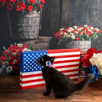 Locust -  Domestic Medium Hair Cat for Adoption in Lapeer, Michigan - Locust | PetCurious