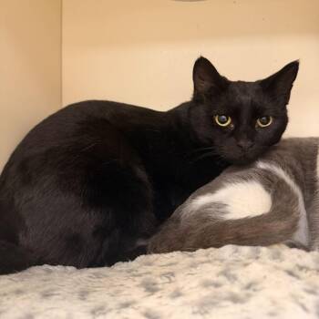Gus -  Domestic Short Hair Cat for Adoption in Wilmington, Delaware - Gus | PetCurious