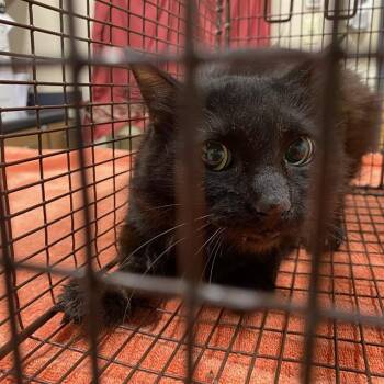 A611320 -  Domestic Medium Hair Cat for Adoption in Modesto, California - A611320 | PetCurious