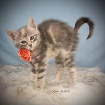 Tabby Cats Available for Adoption in Calgary, Alberta - Dove | PetCurious
