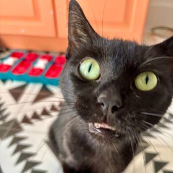 Alley -  Domestic Short Hair Cat for Adoption in Medina, Ohio - Alley | PetCurious