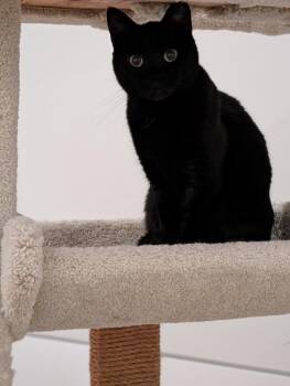 Domestic Short Hair Cats Available for Adoption in Sunnyvale, California - Chloe | PetCurious