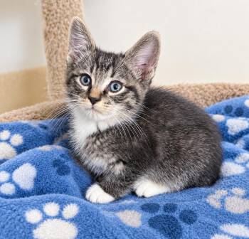 Ace -  Domestic Short Hair Cat for Adoption in Pickerington, Ohio - Ace | PetCurious
