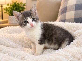 Leon -  Domestic Long Hair Cat for Adoption in Mobile, Alabama - Leon | PetCurious