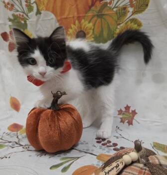 Rain -  Domestic Long Hair and Tuxedo Cat for Adoption in Attalla, Alabama - Rain | PetCurious