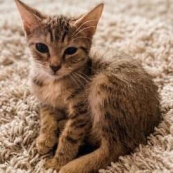 Atta -  Domestic Short Hair Cat for Adoption in West Palm Beach, Florida - Atta | PetCurious