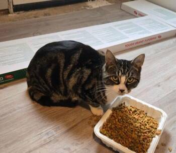 Rescue Domestic Short Hair Cats for Adoption in Union Gap, Washington - Helix | PetCurious