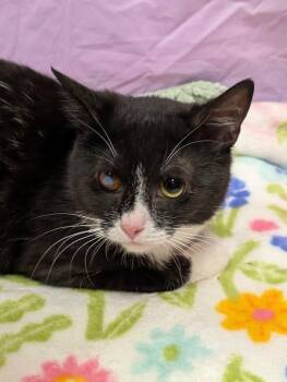 Domestic Short Hair Cats Available for Adoption - Bailey | PetCurious