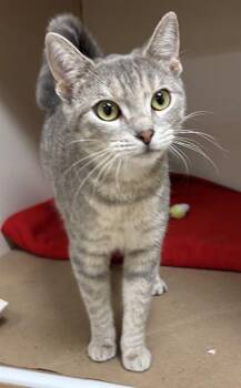 Domestic Short Hair Cats Available for Adoption - SPARKLES | PetCurious