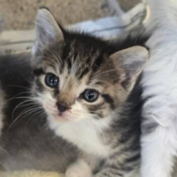 Liesl -  Domestic Short Hair Cat for Adoption in Oakland, California - Liesl | PetCurious