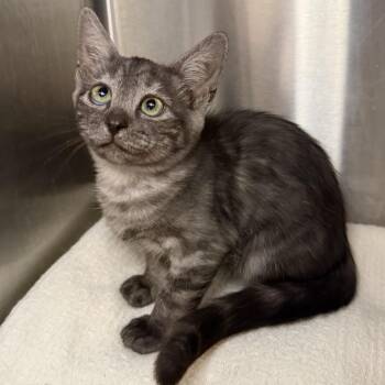Rajah -  Domestic Short Hair Cat for Adoption in Los Angeles, California - Rajah | PetCurious