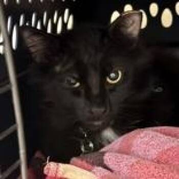 Domestic Short Hair Cats Available for Adoption - Cheese  | PetCurious