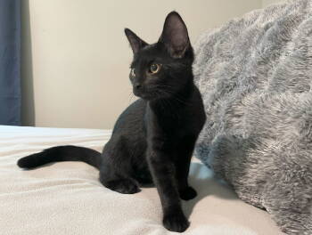 Rescue Domestic Short Hair Cats for Adoption in Nashville, Tennessee - Anakin | PetCurious
