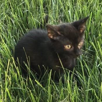 Pepper -  Domestic Short Hair Cat for Adoption in Knoxville, Tennessee - Pepper | PetCurious