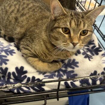 Domestic Short Hair Cats Available for Adoption - Red Collar-Loggins-Tabby Kitten 3 | PetCurious