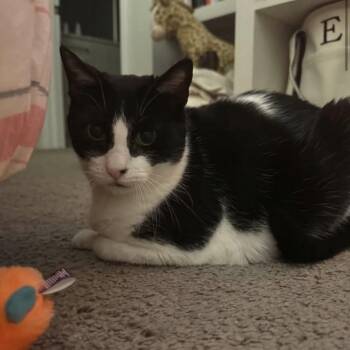 Mimi -  Domestic Short Hair Cat for Adoption in Tuscaloosa, Alabama - Mimi | PetCurious