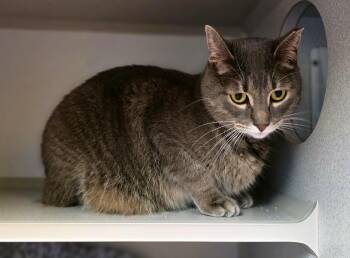 Rescue Domestic Short Hair Cats for Adoption in Sterling Heights, Michigan - Annie | PetCurious