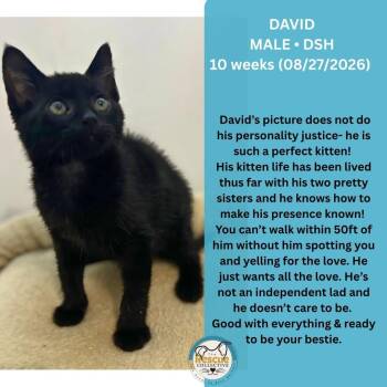 David -  Domestic Short Hair Cat for Adoption in Clive, Alberta - David | PetCurious