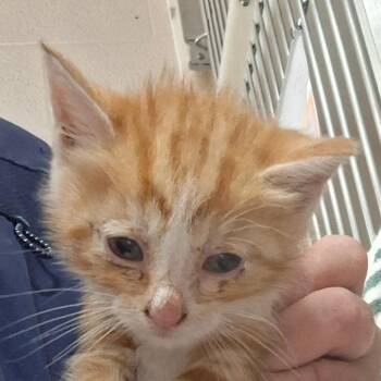 Vicky -  Domestic Short Hair Cat for Adoption in Zanesville, Ohio - Vicky | PetCurious