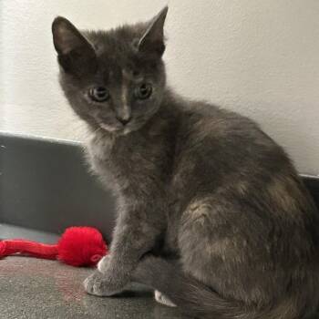 Catrina -  Domestic Short Hair Cat for Adoption in Franklin, Tennessee - Catrina | PetCurious