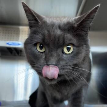 Domestic Short Hair Cats Available for Adoption - Wilder | PetCurious