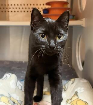 Spider -  Domestic Short Hair Cat for Adoption in Nashville, Tennessee - Spider | PetCurious