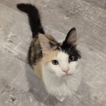 Pebbles -  Domestic Long Hair Cat for Adoption in Lauderdale, Minnesota - Pebbles | PetCurious