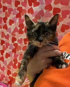 Domestic Short Hair Cats Available for Adoption - Prancer | PetCurious