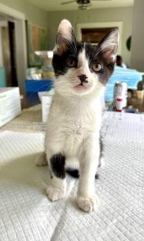 Romeo -  Domestic Short Hair Cat for Adoption in East Amherst, New York - Romeo | PetCurious