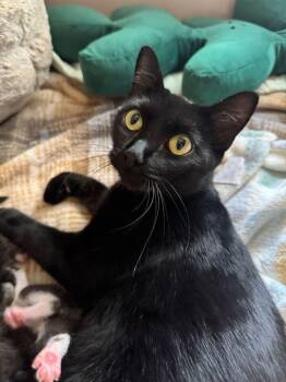 Rhodes -  Domestic Short Hair Cat for Adoption in Mcpherson, Kansas - Rhodes | PetCurious
