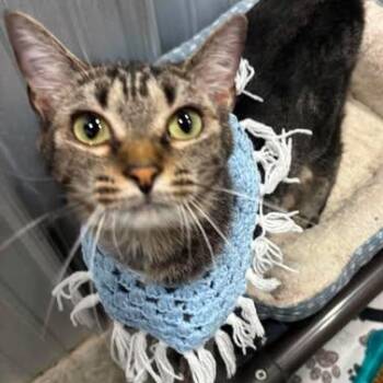 Olga -  Domestic Short Hair Cat for Adoption in Washington, District Of Columbia - Olga | PetCurious