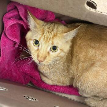 Mr. Chambers -  Domestic Short Hair Cat for Adoption in Oak Park, Illinois - Mr. Chambers | PetCurious
