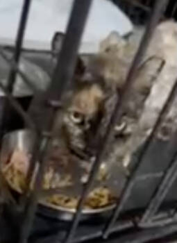 Rescue Domestic Short Hair Cats for Adoption in Westbury, New York - Emma Farmingdale | PetCurious