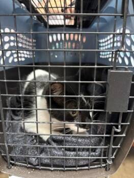 FIONA APPLE -  Domestic Short Hair Cat for Adoption in Fort Walton Beach, Florida - FIONA APPLE | PetCurious