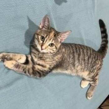 Sweet Pea -  Domestic Short Hair Cat for Adoption in Hudsonville, Michigan - Sweet Pea | PetCurious