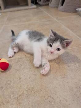 PRETTY BOY -  Domestic Short Hair Cat for Adoption in Sacramento, California - PRETTY BOY | PetCurious