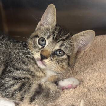 Pinkie (PNK) -  Domestic Short Hair Cat for Adoption in League City, Texas - Pinkie (PNK) | PetCurious